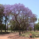 A summer day in Buenos Aires DSC00878.JPG