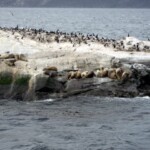 Sea Lions IMG_1467.JPG