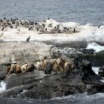 Sea Lions IMG_1468.JPG