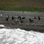 Penguin Colony in Ushuaia IMG_1484.JPG