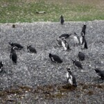 Penguin Colony in Ushuaia IMG_1485.JPG