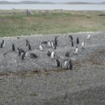 Penguin Colony in Ushuaia IMG_1490.JPG