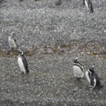 Penguin Colony in Ushuaia IMG_1496.JPG