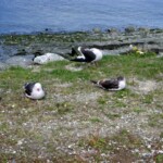 Birds IMG_1535.JPG