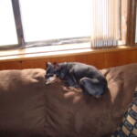 Curled up on top of the couch dsc00029.jpg