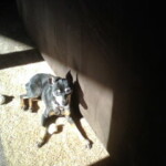 Delilah - always looking for sun img00102.jpg