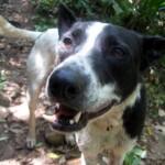 Another stray that followed me img_1875.jpg