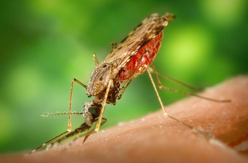 Dengue Fever on the Outskirts of Buenos Aires